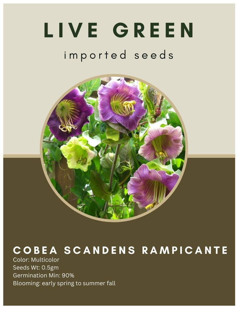 Live Green Imported Seeds - Cobea Scandens Rampicante Flower Seeds - Pack of 0.5gm Seeds