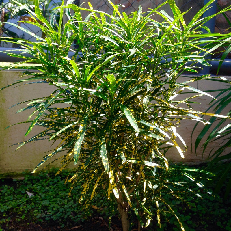Evergreen Croton Lemon plant for Home Gardening