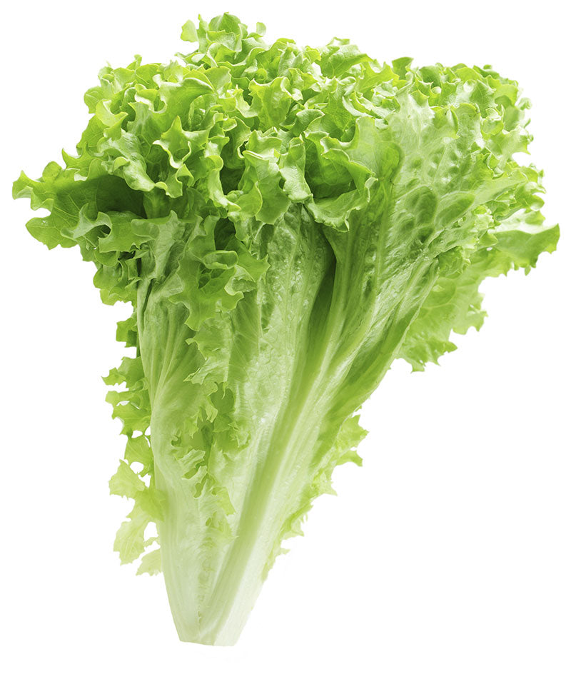 green-lettuce-f1-hybrid-seeds