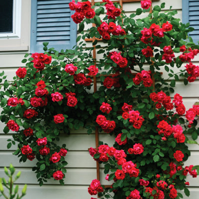 creeper-red-rose-flower-plant