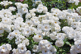 creeper-white-rose-flower