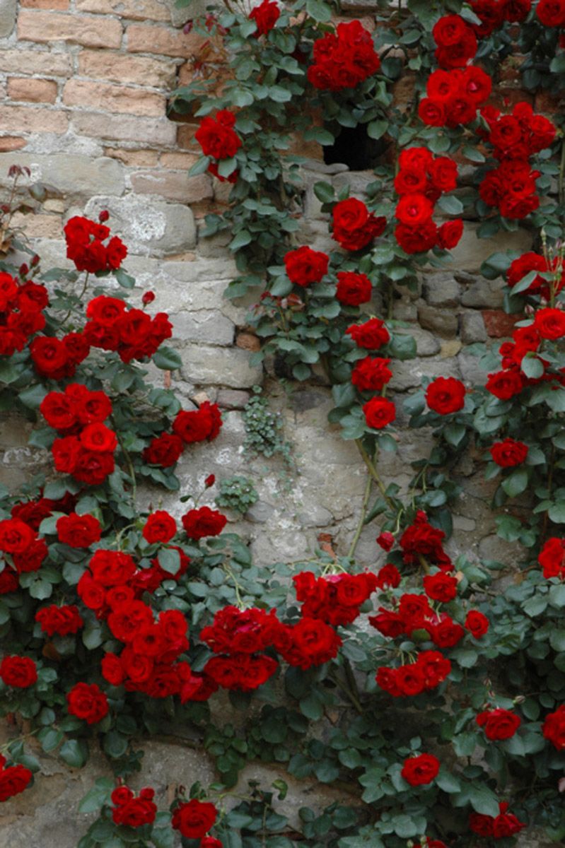 creeper-red-red-rose-plant