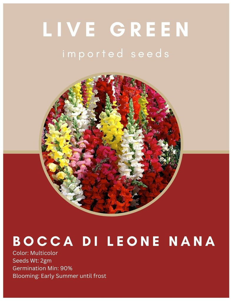 Live Green Imported Seeds - Antirrhinum Bocca Di Leone Nana Dog Flower Mix Flower Seeds - Pack of 2gm Seeds