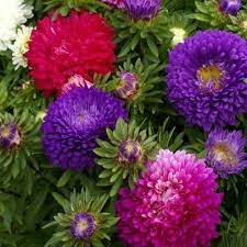 aster-mix-hybrid-flower-seed