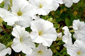 white-petunia-flower-seeds-by-udanta