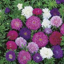 aster-double-mix-f1-hybrid-plant