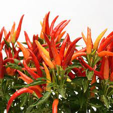 Plantogallery Ornamental chilli pointed F1 hybrid vegetable seeds pack of 20 for starters garden