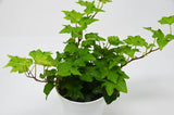 English Ivy Green Creeper Evergreen Plants