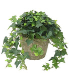 English Ivy Green Creeper Evergreen Plants