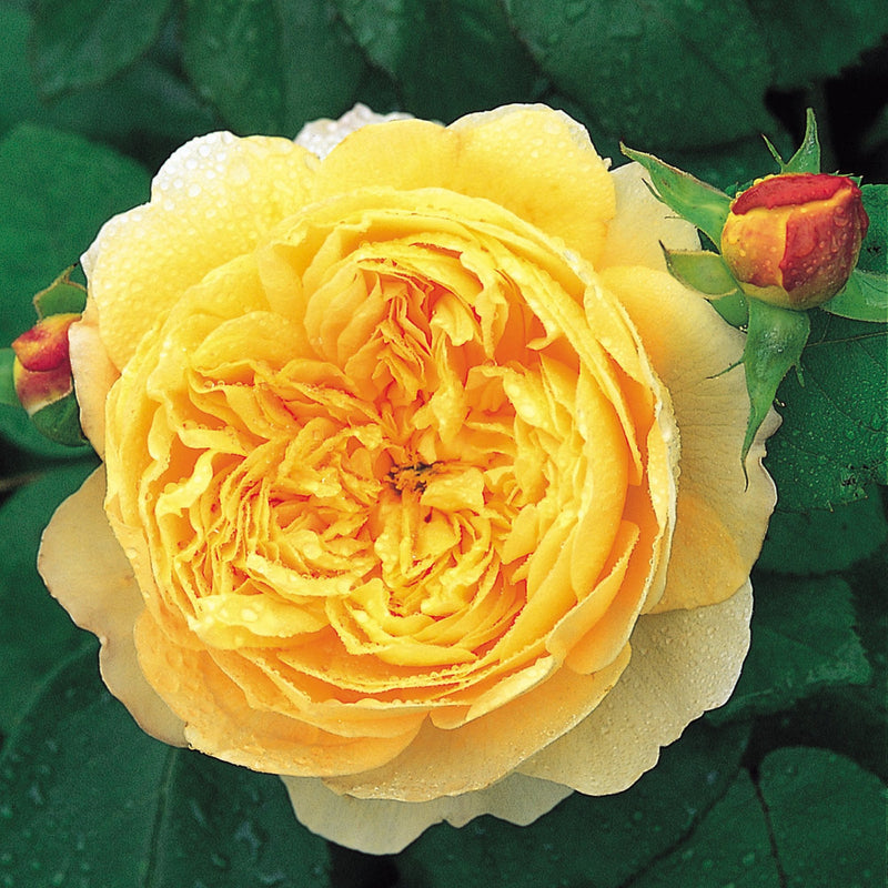 English Yellow Rose For Home Gardening