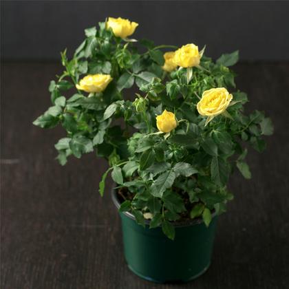English Yellow Rose For Home Gardening