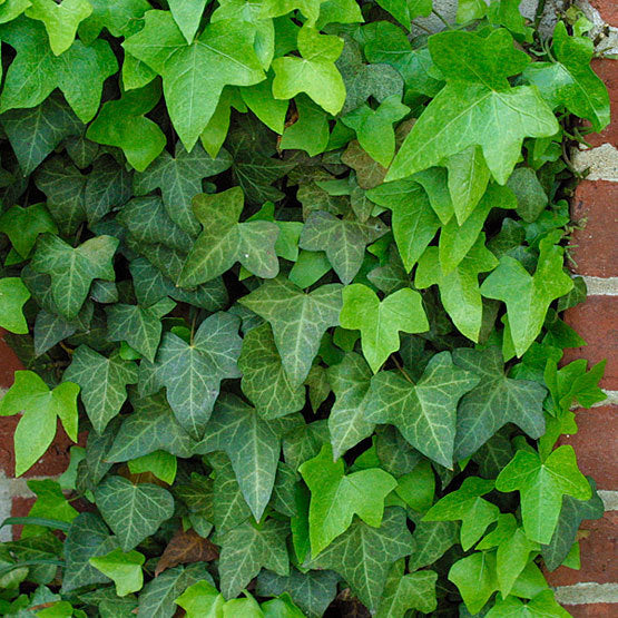 English Ivy Green Creeper Evergreen Plants