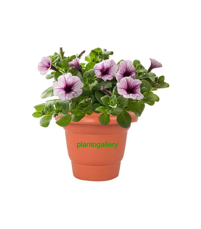 Plastic Round Flower Pot 14 Inch (Pack of 5 Pots Terracotta)  By Plantogallery
