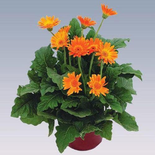Flower-plant-for-planting-Gerbera-Orange