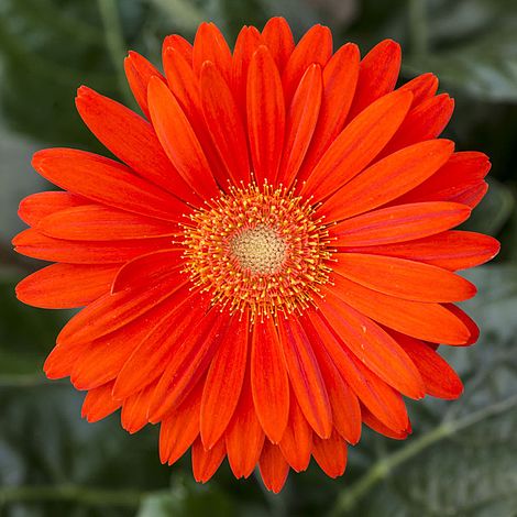 orange-gerbera-flower-plant
