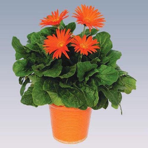 orange-flower-plant-by-udanta