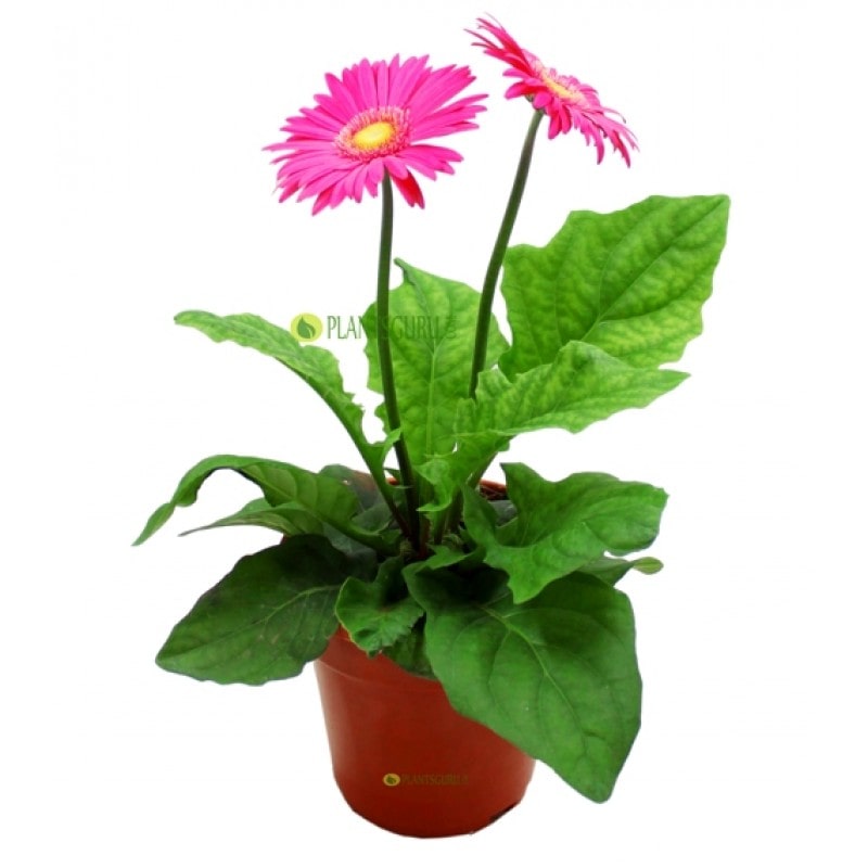 udanta-flower-plant-pink-gerber