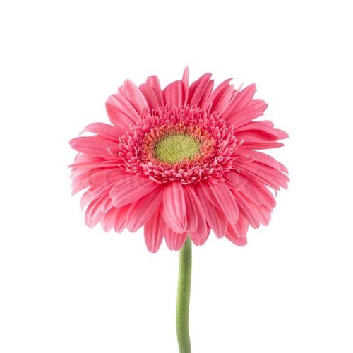 gerber-pink-flower-plant-by-udanta