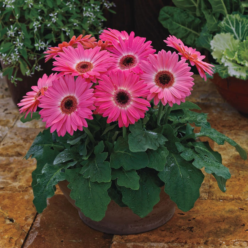 Home gardening flower-plant-Gerbera-Pink-For-All-Season