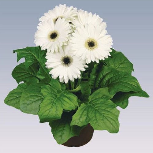 Gerbera-White -plant-by-udanta