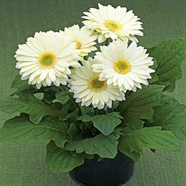 Gerbera-White-Flower-Plant-For-Planting