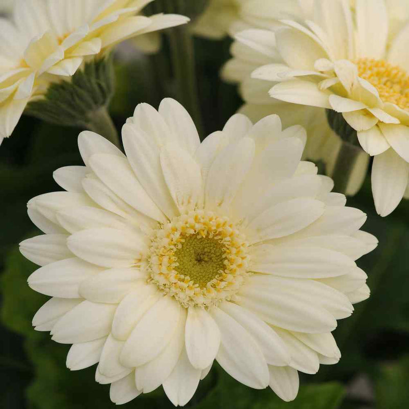 Gerbera White Flower Plant For Planting