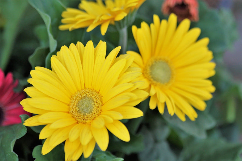 Gerbera-Yellow-Flower-Plant-For-All-Season