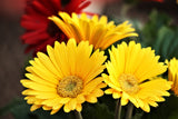 yellow-gerber-flower-plant-by-udanta
