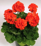 Plantogallery Geranium Orange Flower Plant All Season Flower Plant