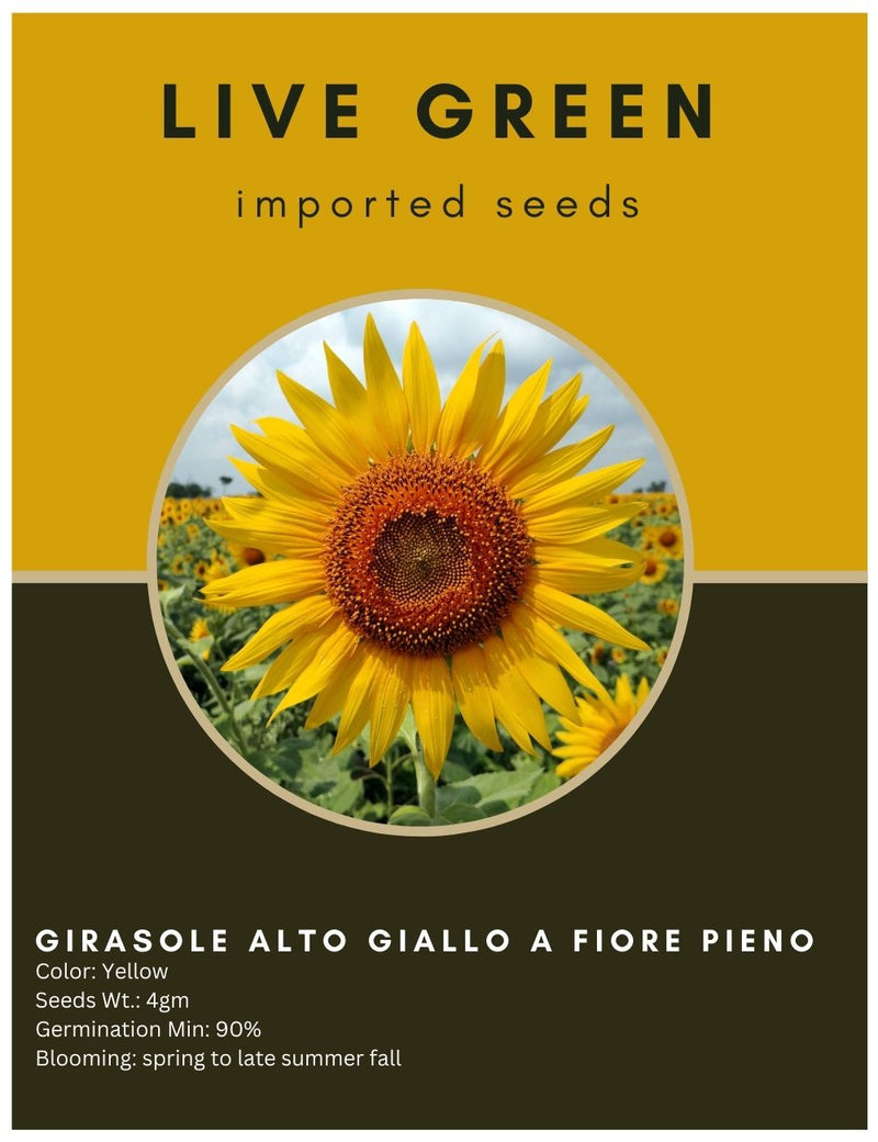 Live Green Imported Seeds - Sunflower Girasole Alto Giallo Fiore Pieno Flower Seeds - Pack of 4gm Seeds