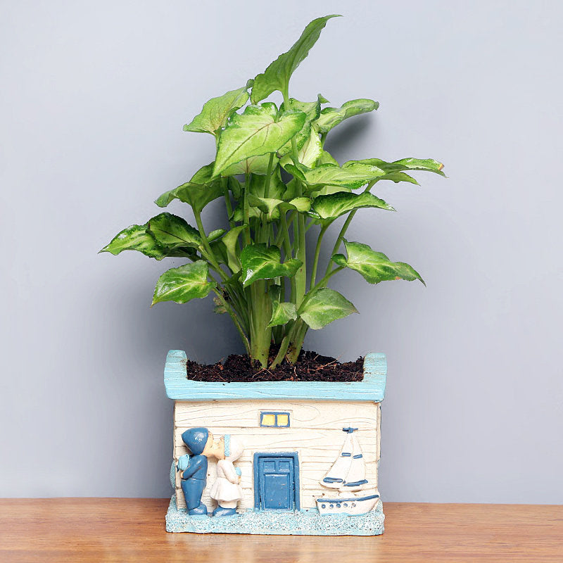 syngonium-plant-with-beautiful-pot-plantogallery
