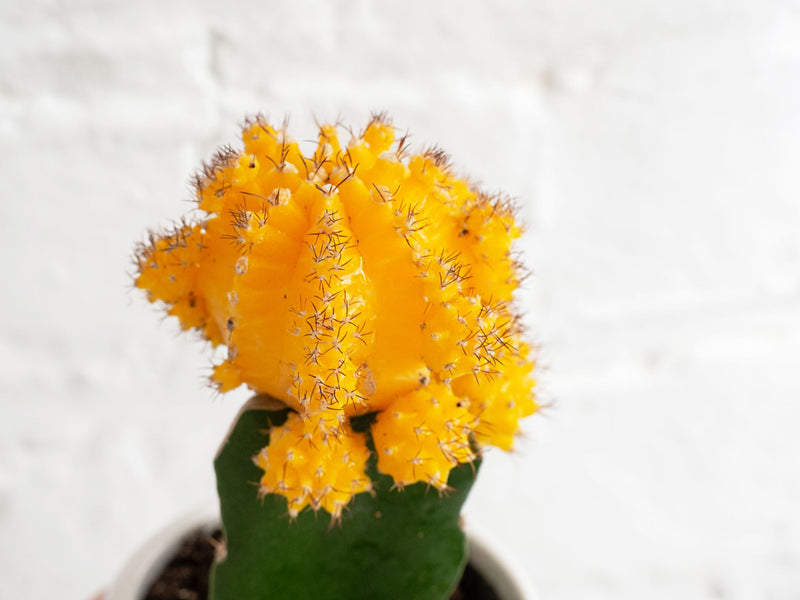Plantogallery  Moon cactus( yellow and orange) ,ruby ball cactus flower plant for glorious garden