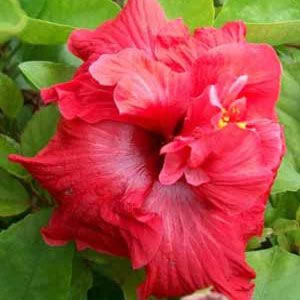 English Gudahal Double Red Hibiscus Flower Plant For All Season