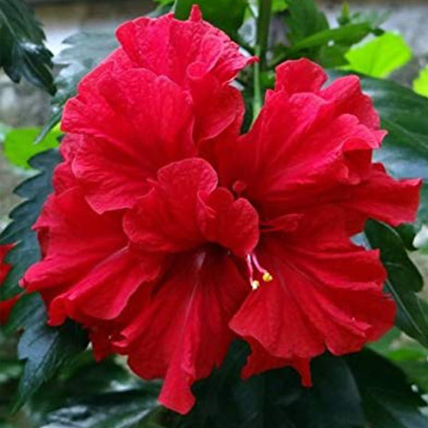 English Gudahal Double Red Hibiscus Flower Plant For All Season