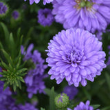 aster-double-bloom-home-garden-plant