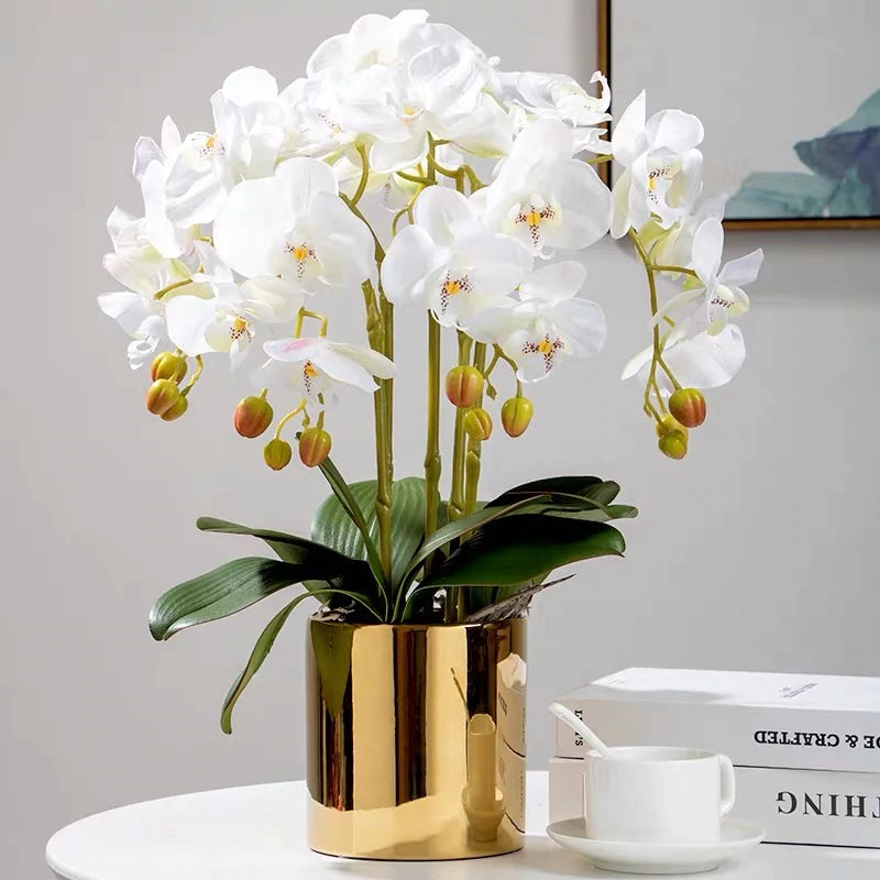 Plantogallery Orchid White Flower Bulbs For All Season Pack Of 2