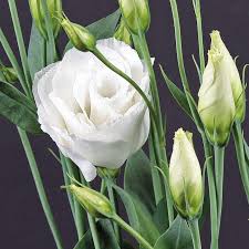 white-lisianthus-plant-seed-by-udanta