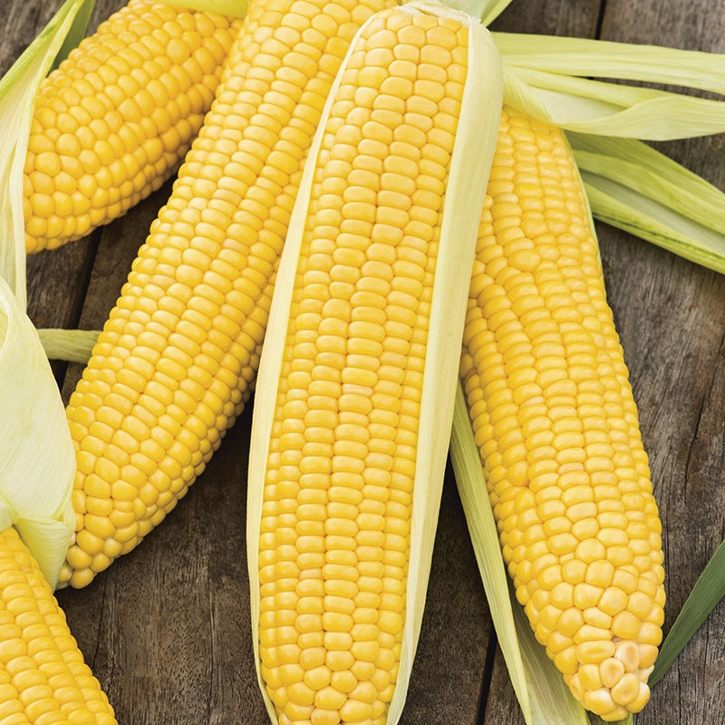 hybrid-sweet-corn-vegitable-seeds
