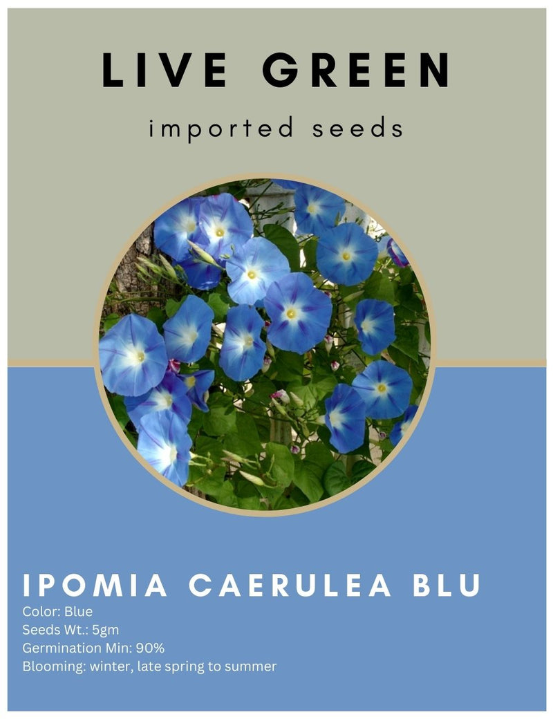 Live Green Imported Seeds - Ipomea Caerulea Climbing Morning Glory Blue Flower Seeds - pack of 5gm Seeds