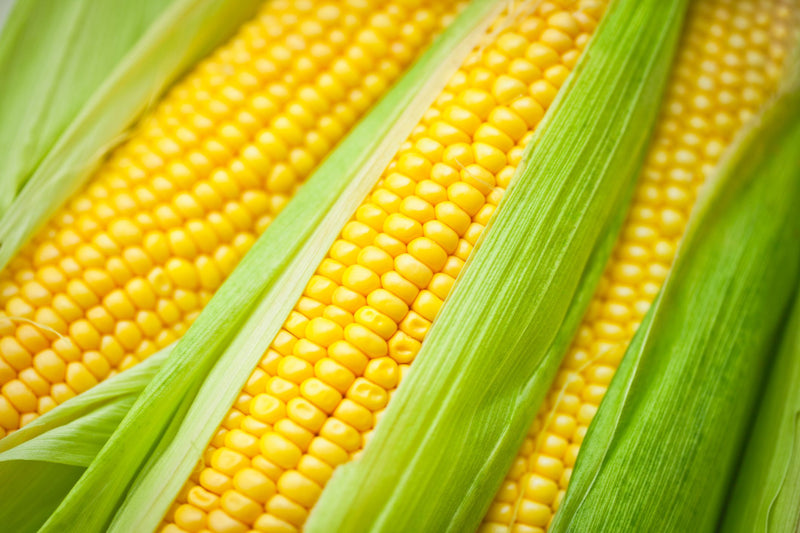 sweet-corn-f1-hybrid-seeds