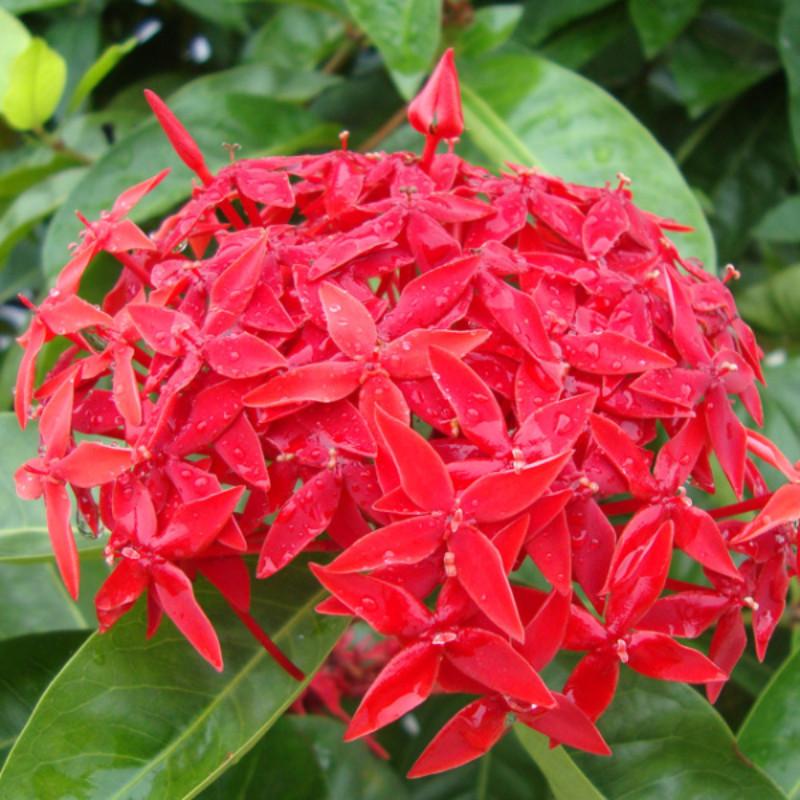 Ixora Desi Red Flower Plant