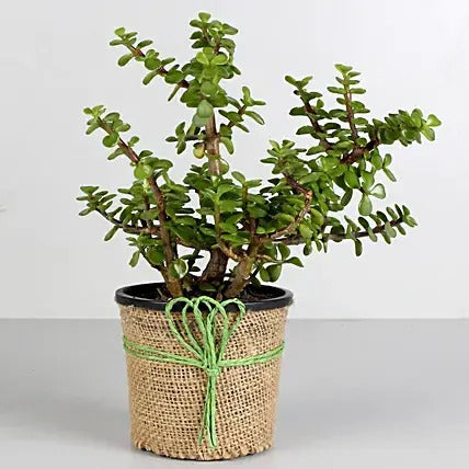 jade-plant-diwali-gift-plantogallery
