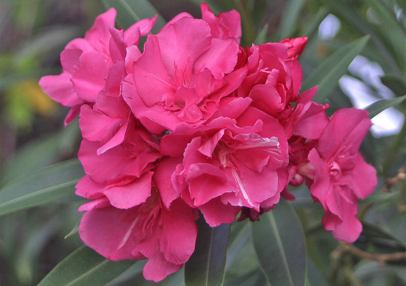 Kaner Pink Flower Plant For Home Gardening