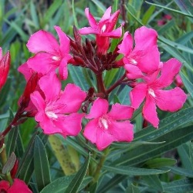 Kaner Pink Flower Plant For Home Gardening
