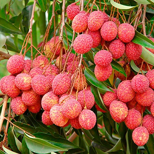 Litchi Tree Grafted Plant