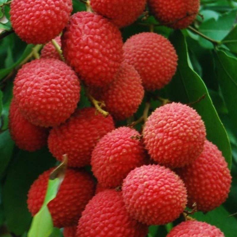 Litchi Tree Grafted Plant