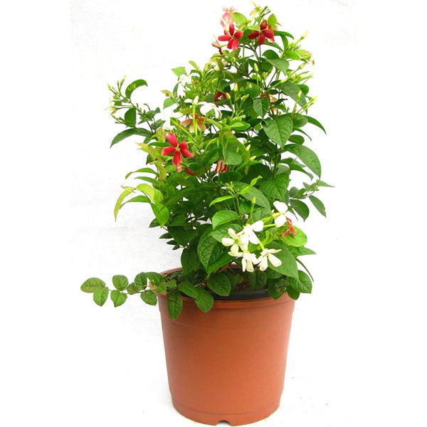 Madhu Malti Flower Plant