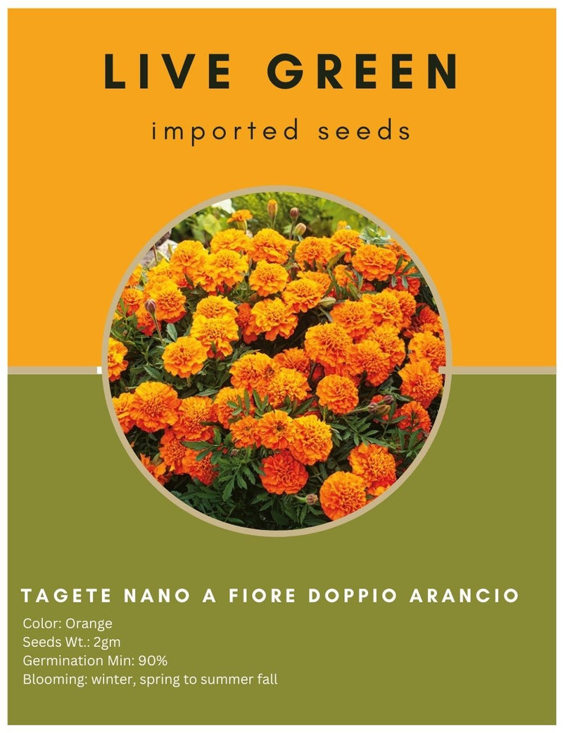 Live Green Imported Seeds - Marigold Tagete Nano Fiore Doppio Arancio Orange Flower Seeds - Pack of 2gm Seeds