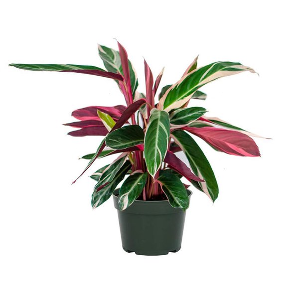 Tricolor Plant for Home Decor