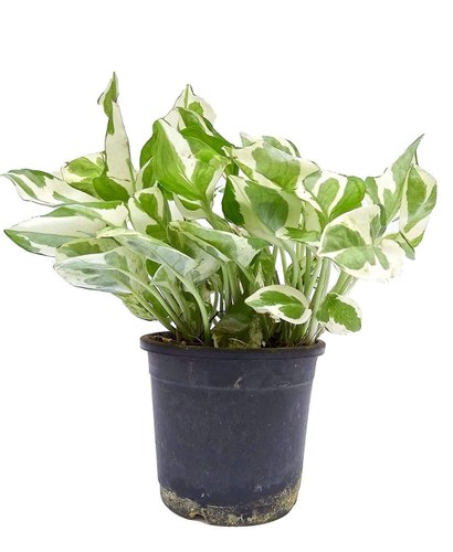 Plantogallery Money Plant Marble Queen - Plant